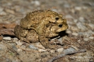 Erdkroete090403224607