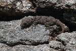 Mauergecko240222102801