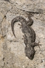 Mauergecko240314104749