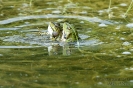 Wasserfrosch130530101719