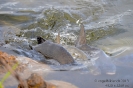 Fische, Schnecken, Spinnen