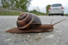 Weinbergschnecke110427122159