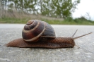 Weinbergschnecke110427122238