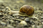 Weinbergschnecke250714134830