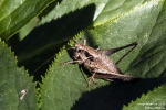 GewöhnlicheStrauchschrecke260813090146
