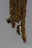 Biene_Erlenpollen180221143600