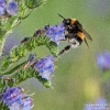 DunkleErdhummel190623091534