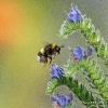 DunkleErdhummel190623091610