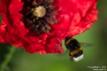 DunkleErdhummel200622102828