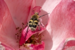 Gebänderter-PinselkäferTrichius-fasciatus250613100620