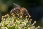 Insekten, Diverse