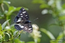 BlauschwarzerEisvogel130626161057