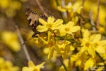 KleinerFuchs190227112148