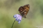 NatterwurzPerlmutterfalter180726144343