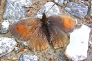SchwSchMohrenfalter100720143144-1