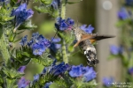 Taubenschwänzchen250613095726