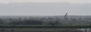 NL-Oostvardersplassen171018145347