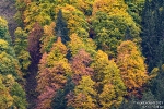 SG-Herbstwald211019124335