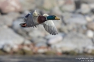 Stockente151116101246