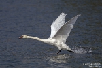Höckerschwan260816100915