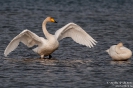 Singschwan100220160530-(1)