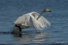 Singschwan130508164108-(1)