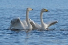 Singschwan130508170200