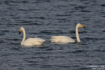 Singschwan220108120120