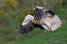 Schmutzgeier140415093156