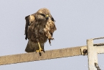 Adlerbussard240310162056-(1)