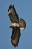 Mäusebussard080224144148