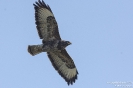 Mäusebussard160125110559