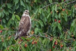 Mäusebussard200611100627