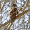 Maeusebussard250303131341