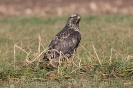 Raufussbussard110103130133