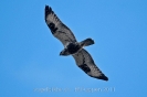 Raufussbussard110127102206