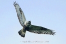 Raufussbussard111017170818