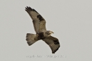 Raufussbussard120222123418