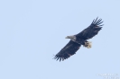 Seeadler110506140924