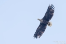 Seeadler110506140930