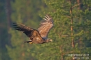 Seeadler140525043136