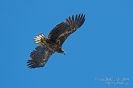 Seeadler140611094824