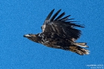 Seeadler220601105448