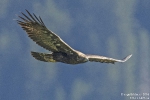 Steinadler160907125151