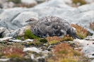 Alpenschneehuhn080905122454