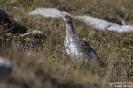 Alpenschneehuhn180905103046