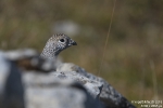 Alpenschneehuhn180905103147