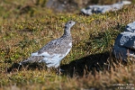 Alpenschneehuhn180905103611b