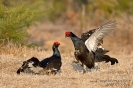 Birkhuhn130506044218-(1)