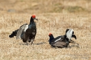Birkhuhn130506062146-(2)